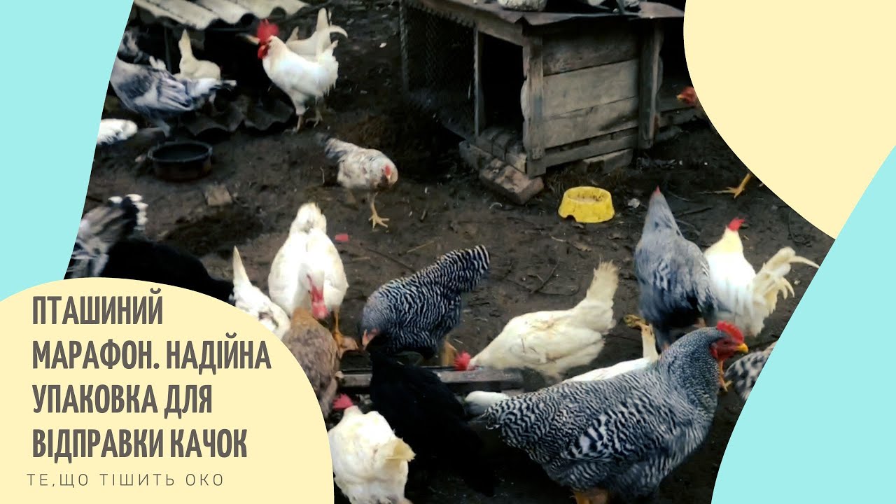 * ПТАШИНИЙ МАРАФОН. НАДІЙНА УПАКОВКА ДЛЯ ВІДПРАВКИ КАЧОК. ВІЛЬНІ ПІВНИКИ ЛІВЕНСЬКА СИТЦЕВА*