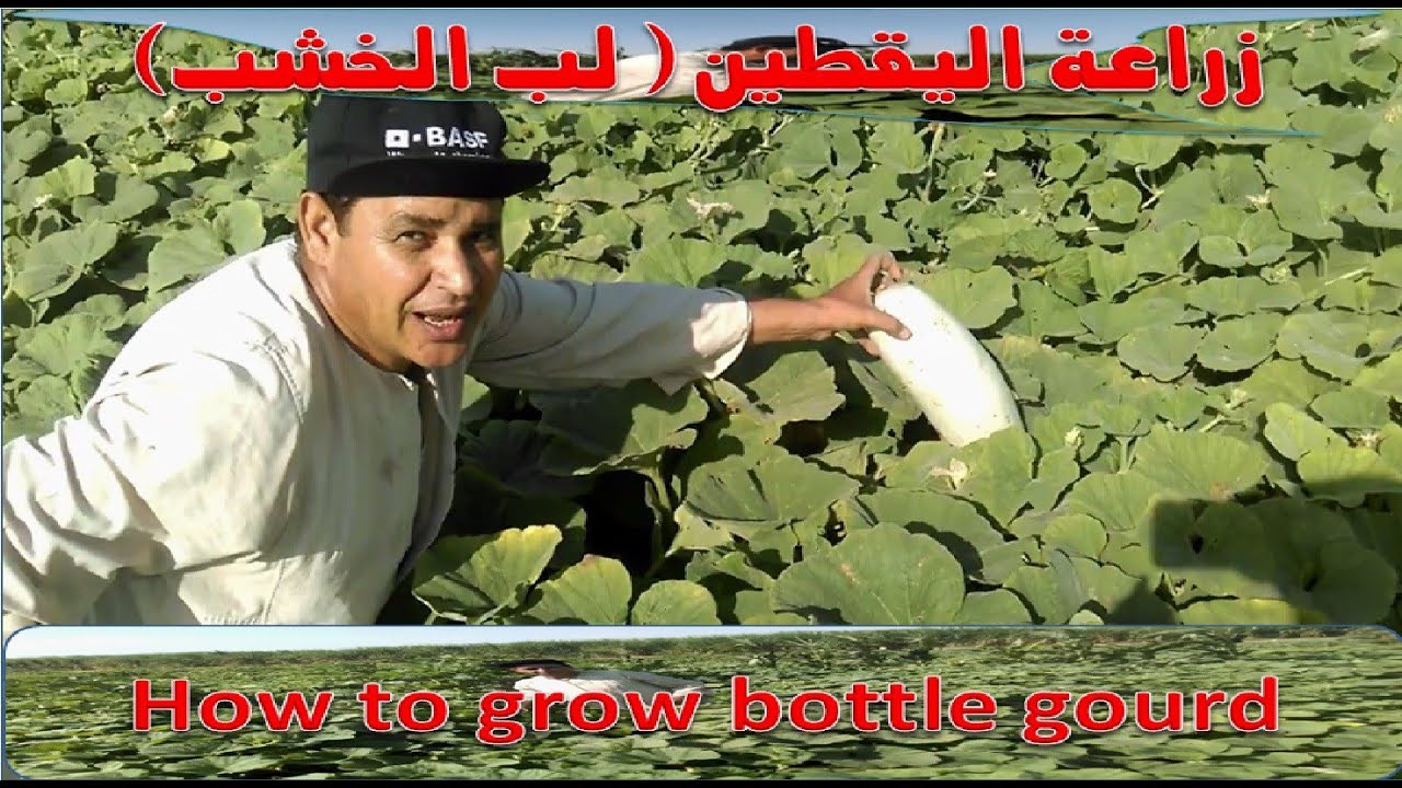 زراعة اليقطين ( لب الخشب) // How to grow bottle gourd