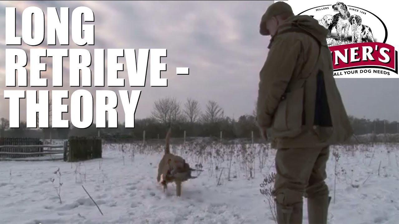 Gundog training tips - How to get your dog to do long retrieves