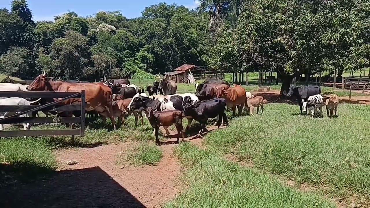 Dia a dia na roça 🤠