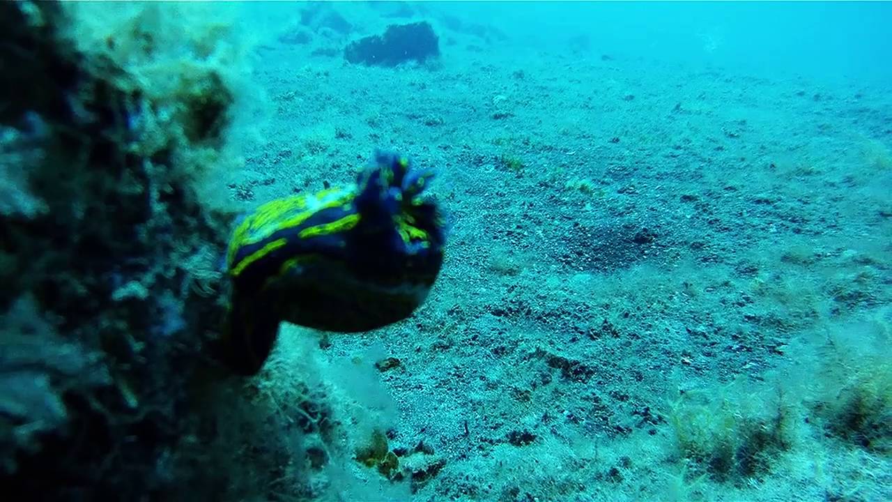 Buceo en El Hierro   Puerto Estaca 2