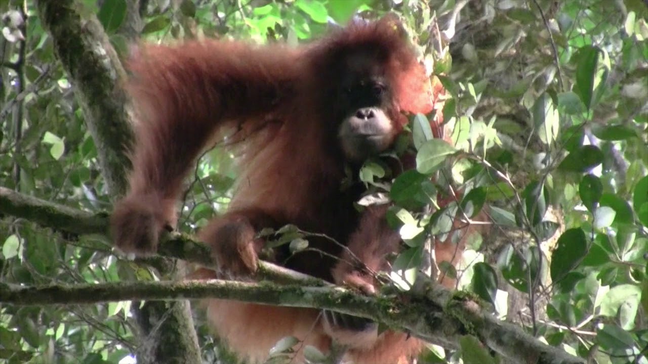 Tapanuli Orangutans