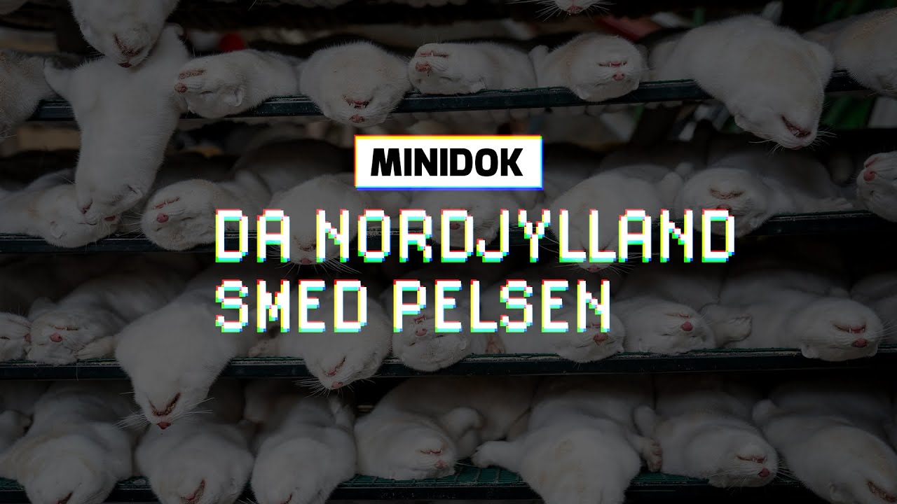 Hvorfor skal 17 mio. mink aflives?