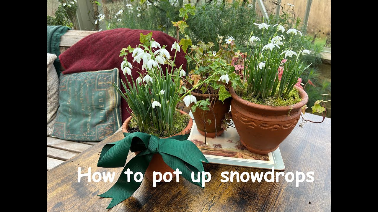How to pot up snowdrops