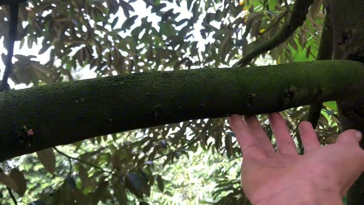 Cổ bông đầu tiên HỎNG BEN 