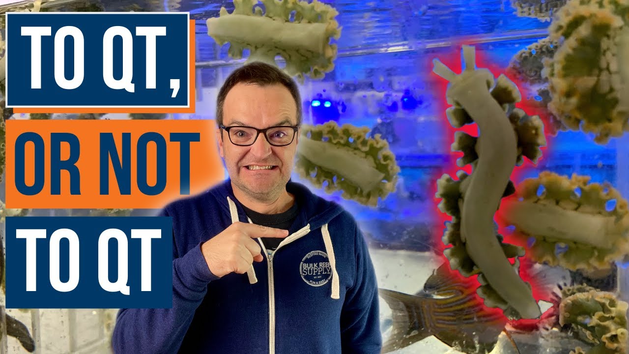 BRS Quarantine Aquarium Build & Answers to 10 Common QT Questions! - Ep. 32b