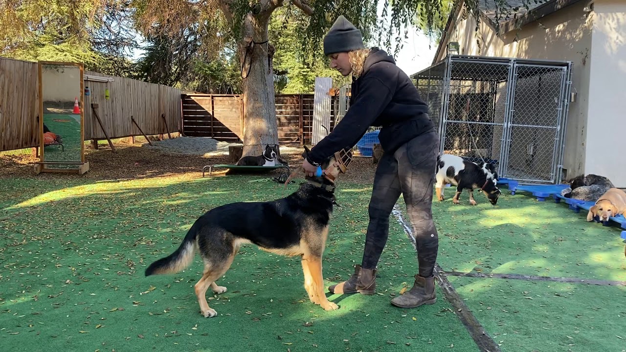 Muzzle conditioning part 2