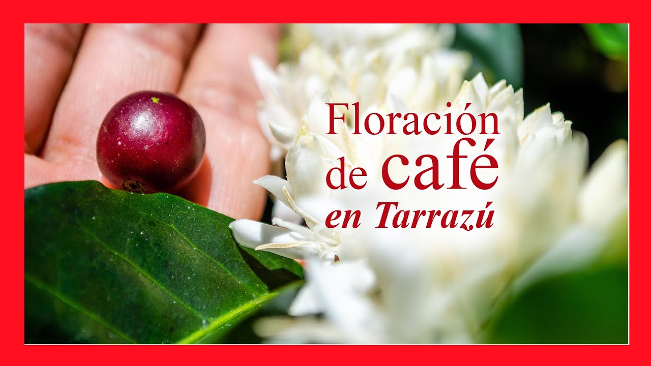 ▶ Floraci&oacute;n de caf&eacute; en Tarraz&uacute;