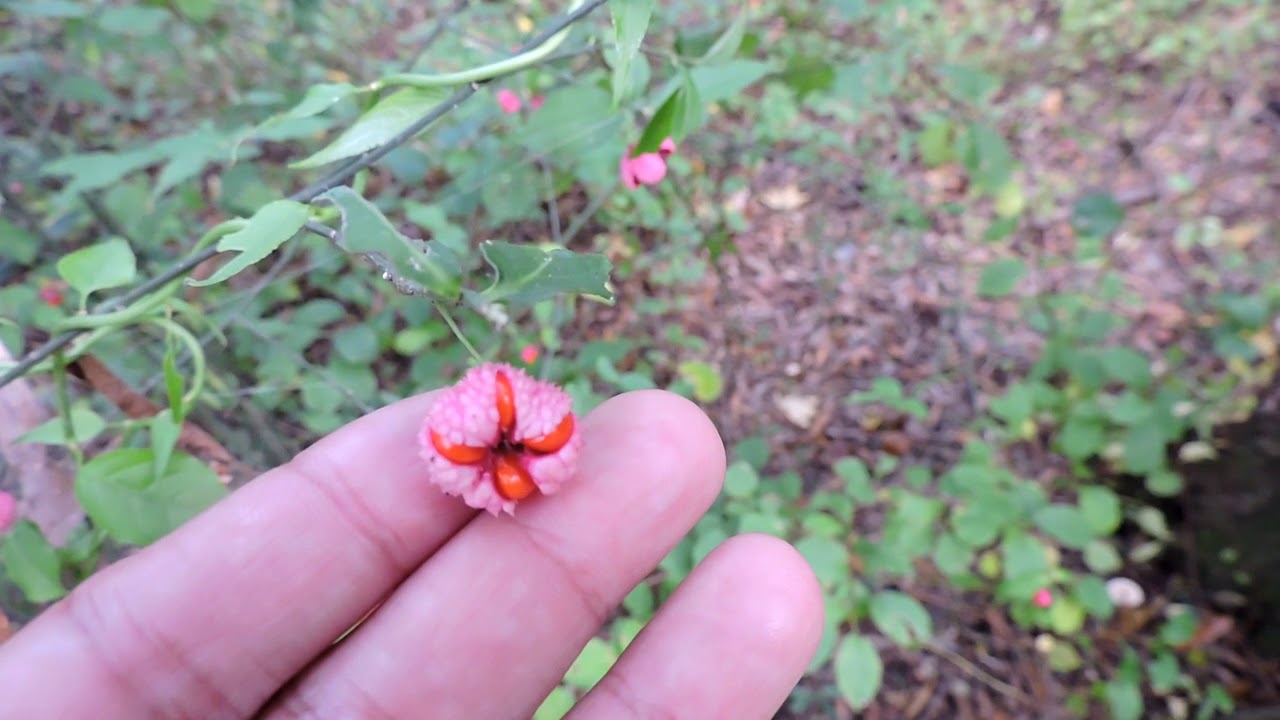 Capital Naturalist: Strawberry Bush