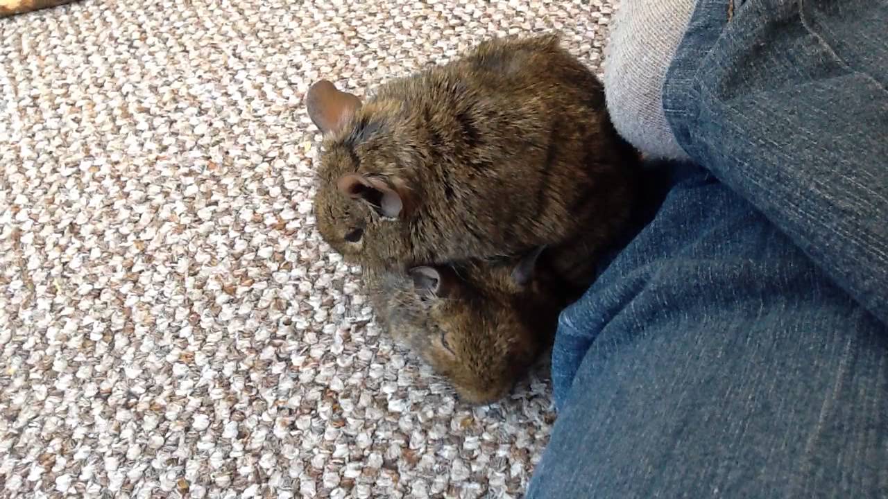 Funny degu noises
