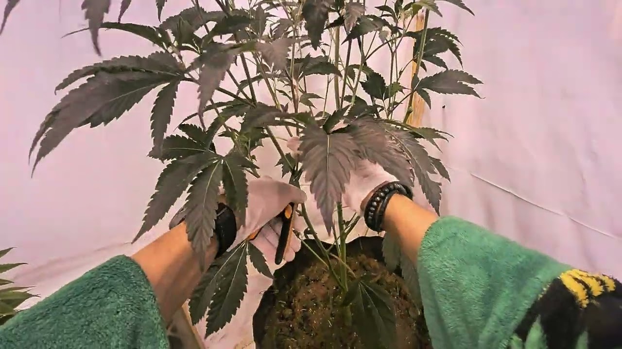 Clone cutting for 2nd gen Garlic icing and London pound cake