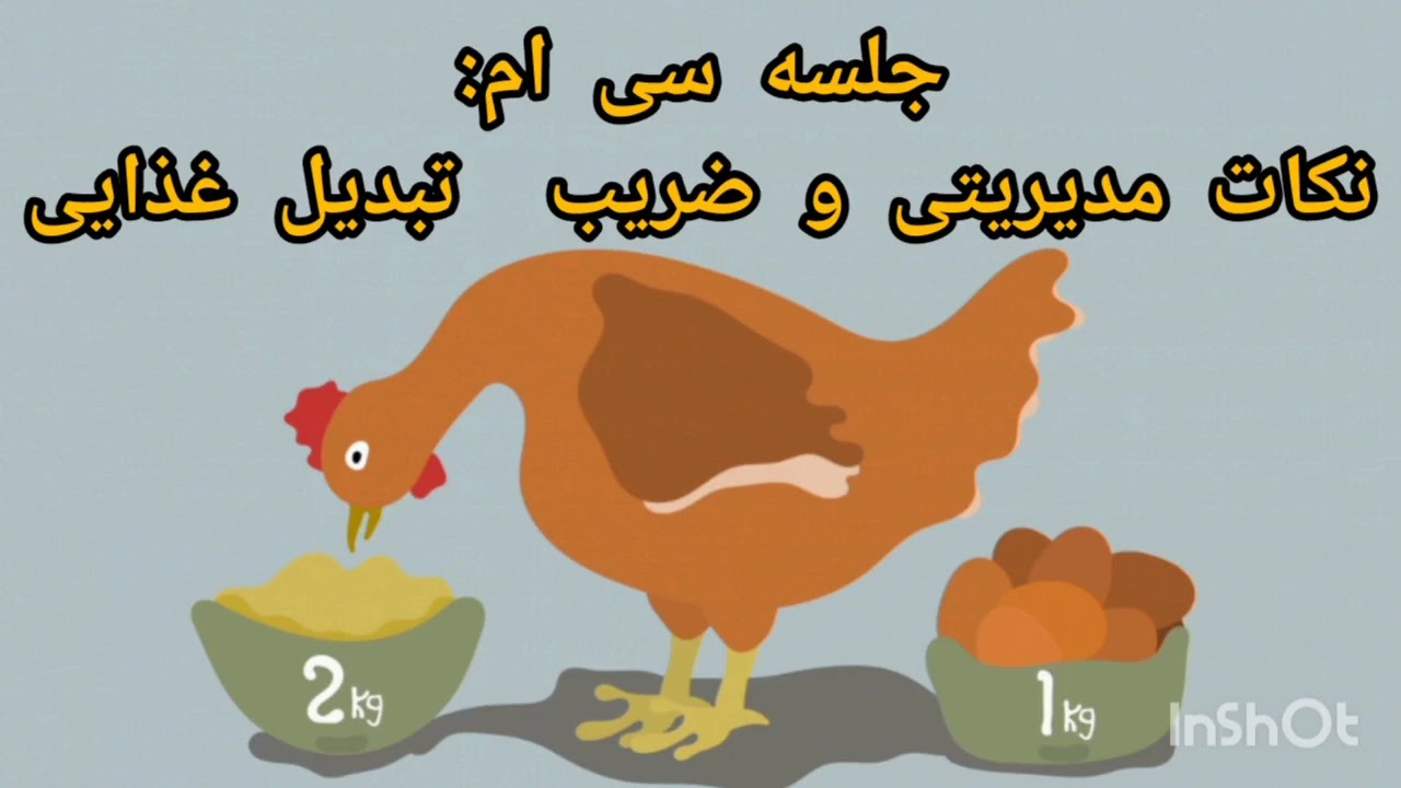 آموزش پرورش مرغ بومی تخمگذار: نکات مدیریتی و ضریب تبدیل غذایی در پرورش(جلسه سی ام)