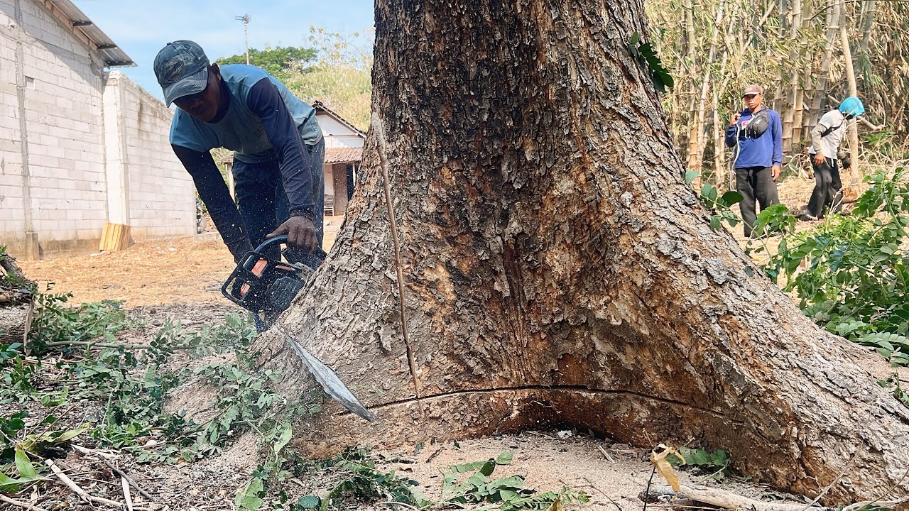 Dark black and striped brown!! Cut down 2 trembesi trees on the edge of the village.