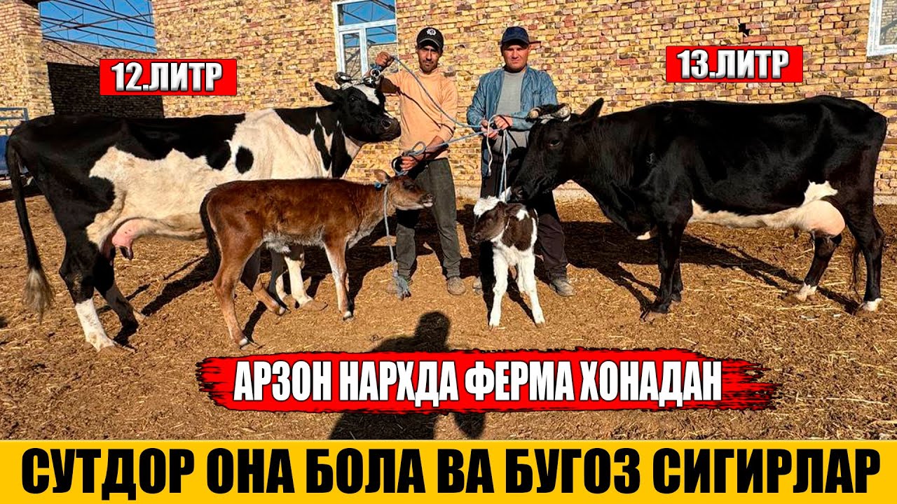 СУТДОР ОНА БОЛА ВА БУГОЗ СИГИРЛАР АРЗОН НАРХДА ФЕРМА ХОНАДАН