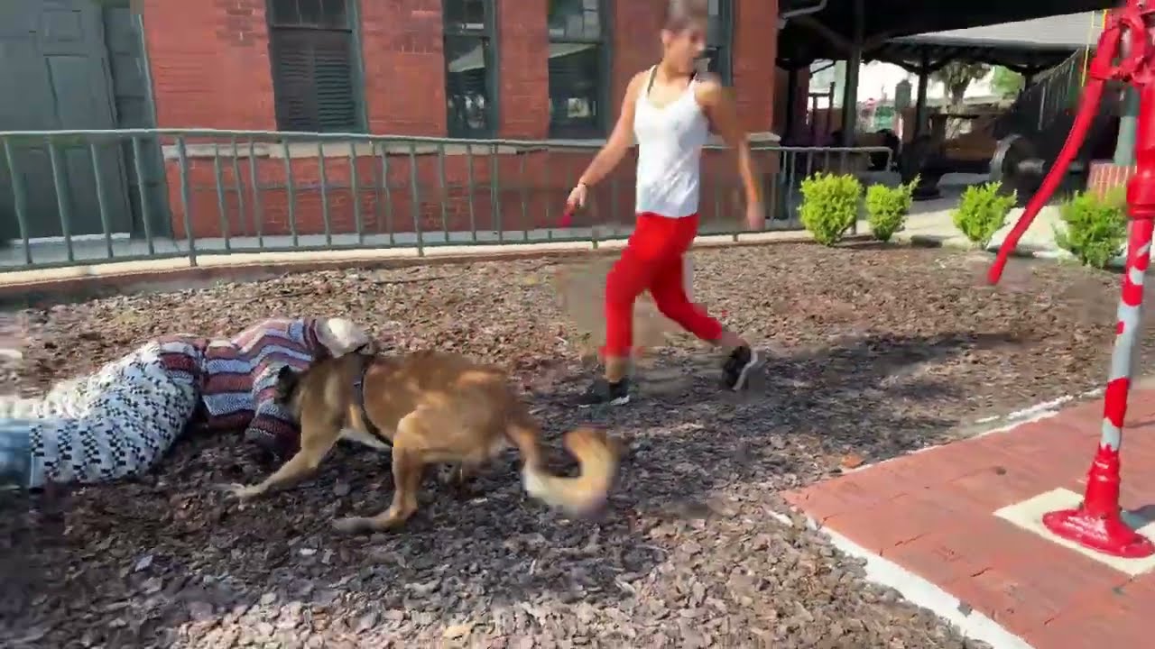 Training the protection dogs
