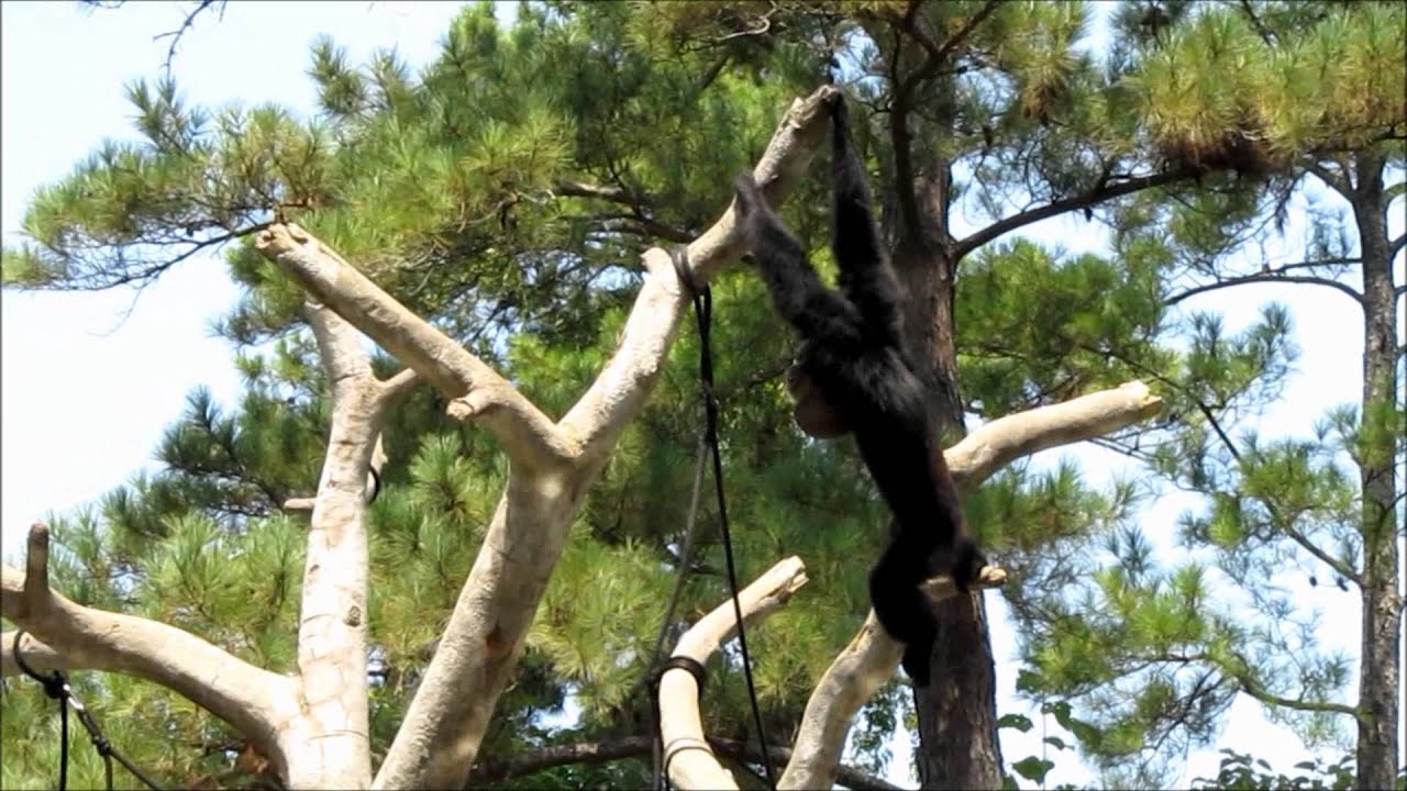 Monkey Island at Riverbanks Zoo