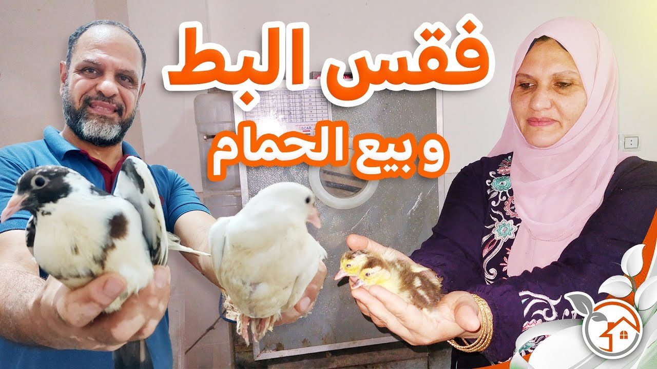 زياده انتاج البيض وخروج البط من المفرخ وبيع الحمام