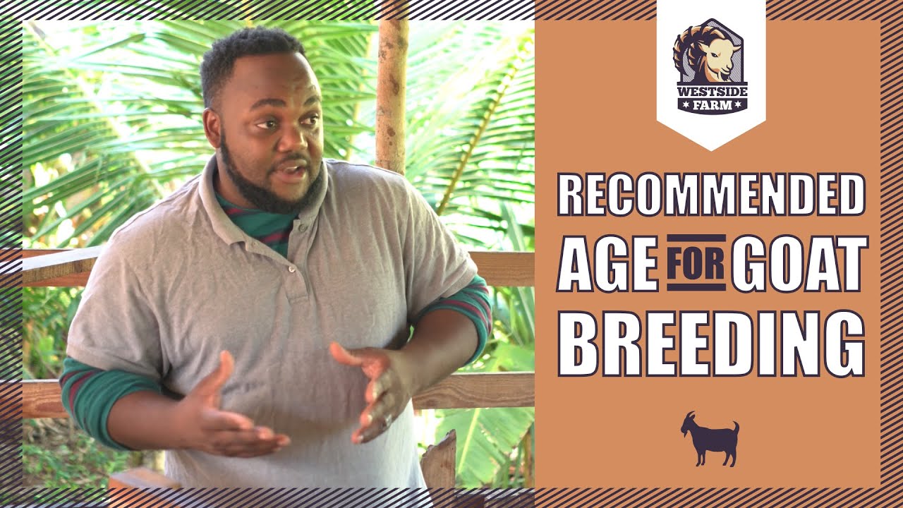 Westsidefarm | What is The Recommended Age for Goat Breading?
