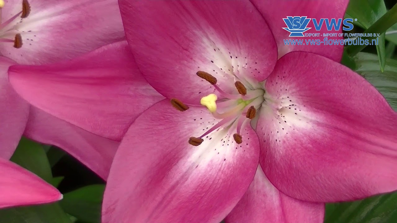 LA Hybrid special - VWS Flowerbulbs