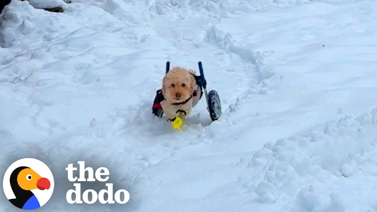 Ничто не мешает этому щенку в инвалидной коляске играть в снегу | The Dodo
