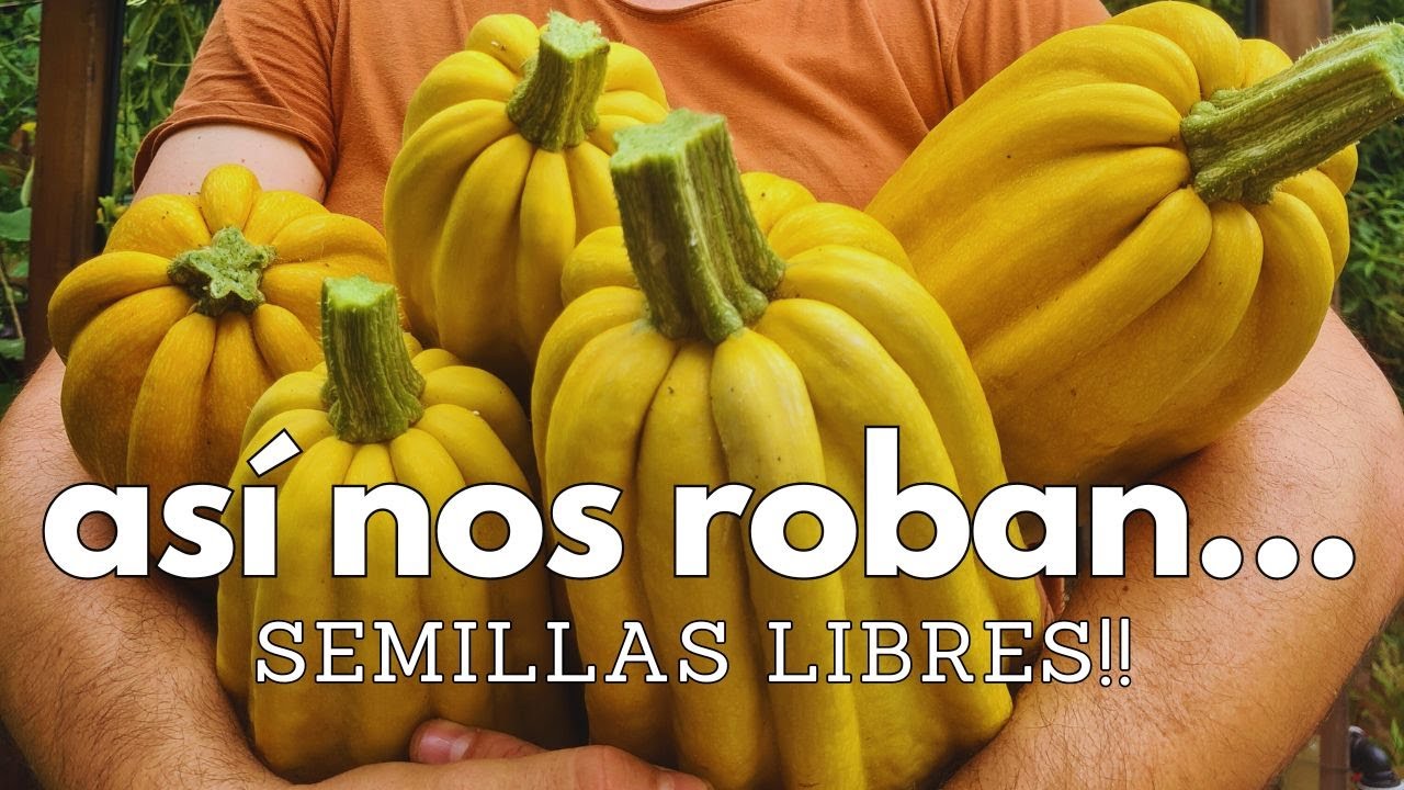 Queremos SEMILLAS LIBRES! (esto es MUY importante!!)☠️⚠️