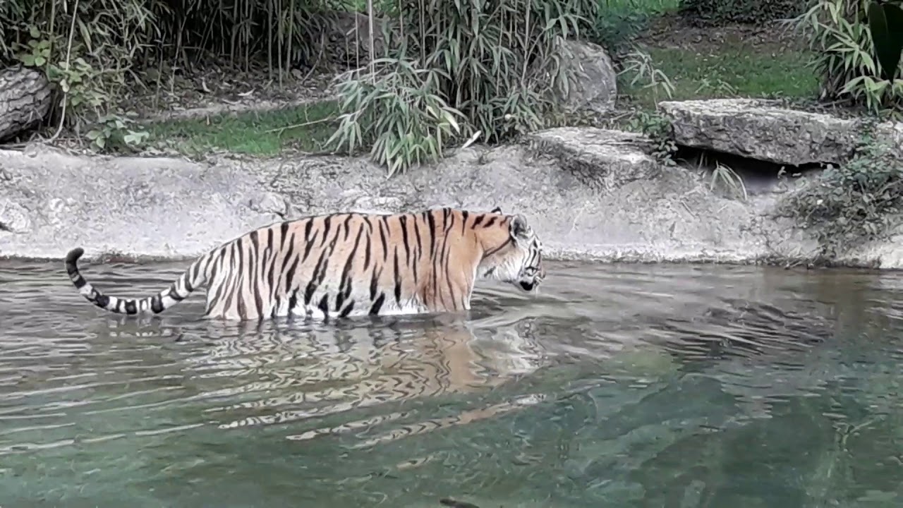 1 La fauna al PARCO NATURA VIVA VERONA