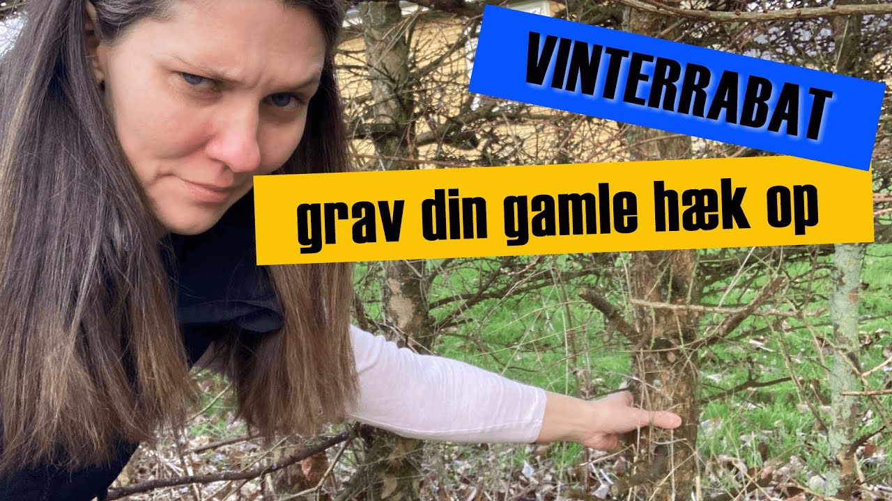 Minigraver - Grav din gamle h&aelig;k op