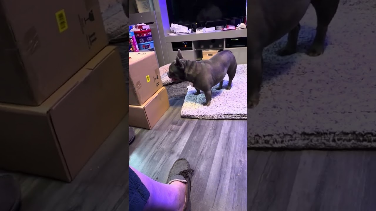 Ted Rottweiler playing #ted #Rottweiler #puppy #playing 