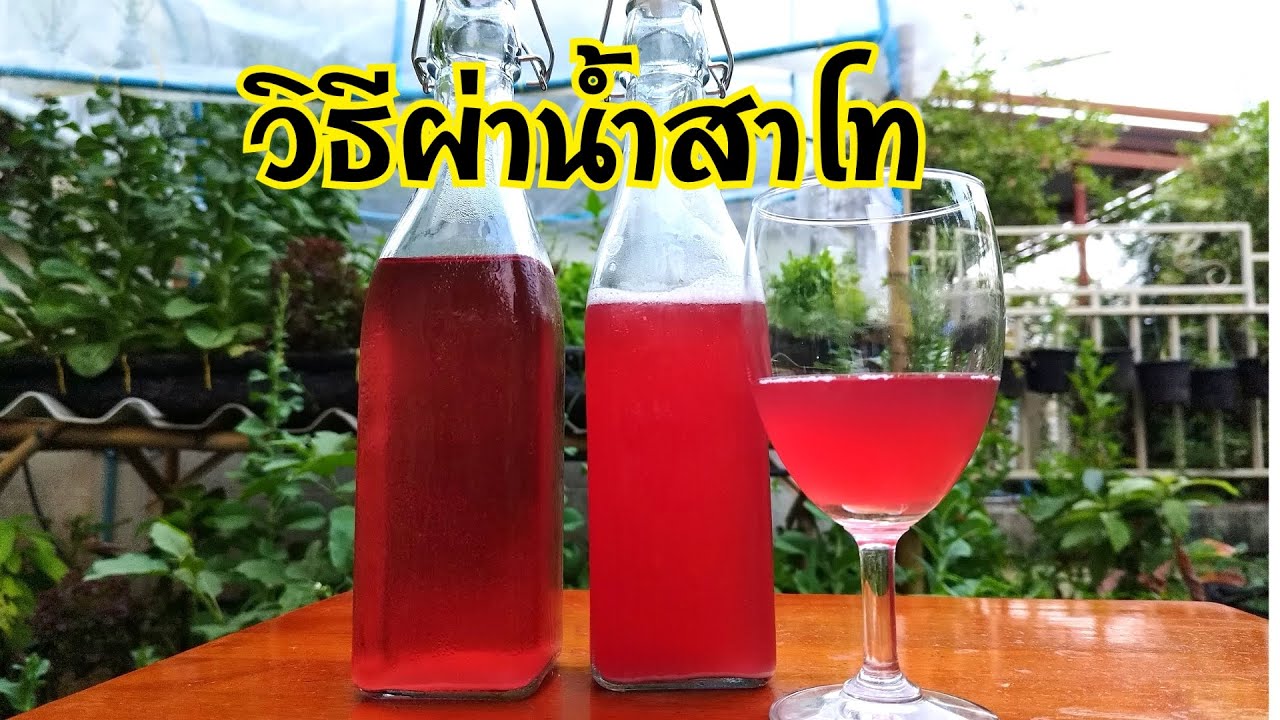 วิธีผ่าน้ำสาโท #สาโทข้าวเหนียวดำ#วิธีทำสาโท#ผ่าน้ำสาโท#เกษตรง่ายๆสไตล์มือใหม่