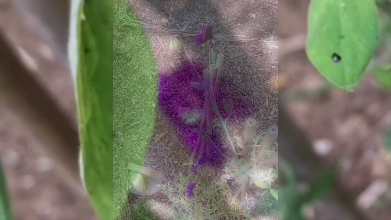 Lathyrus