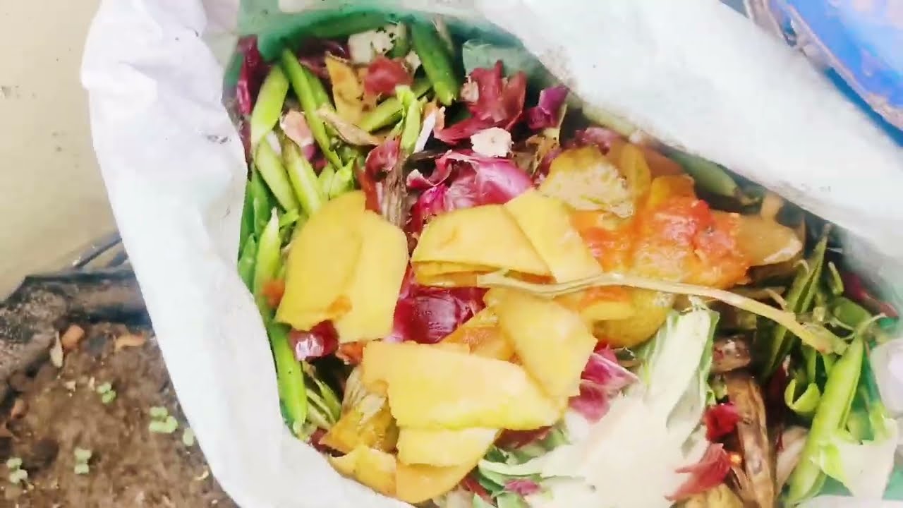 Summer Vegetables Ki Sath Sath Kuchh Winter Seeds Bhi Laga Sakte Hai #youtube #yt#shot #garden 
