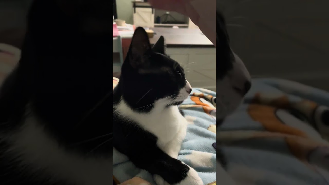ASMR loud cat purring
