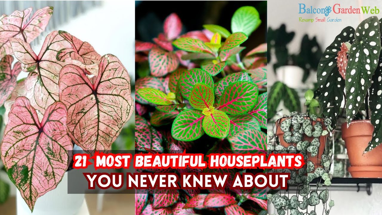 21 Most Beautiful Houseplants You Never Knew About #plants
