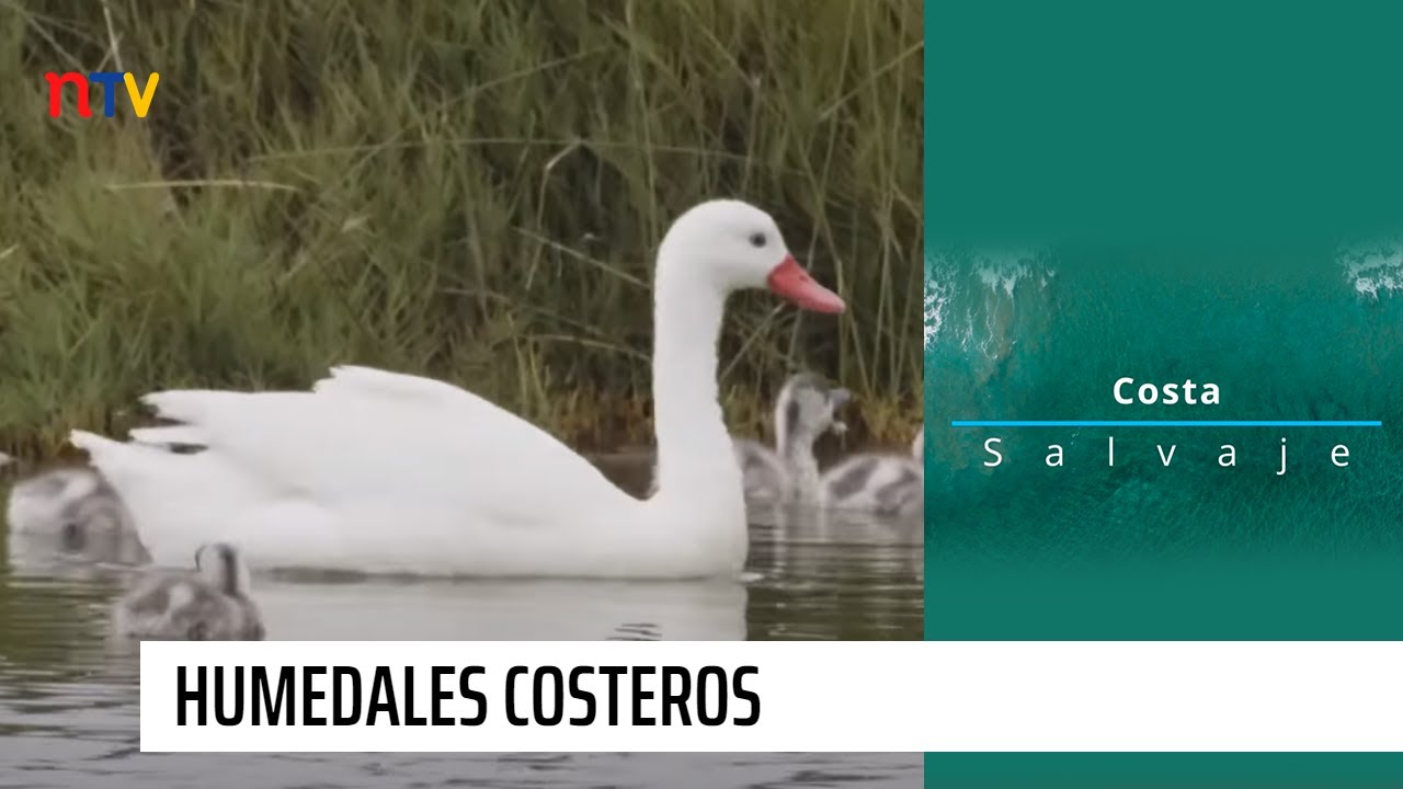 Humedales Costeros | Costa salvaje - T1E4