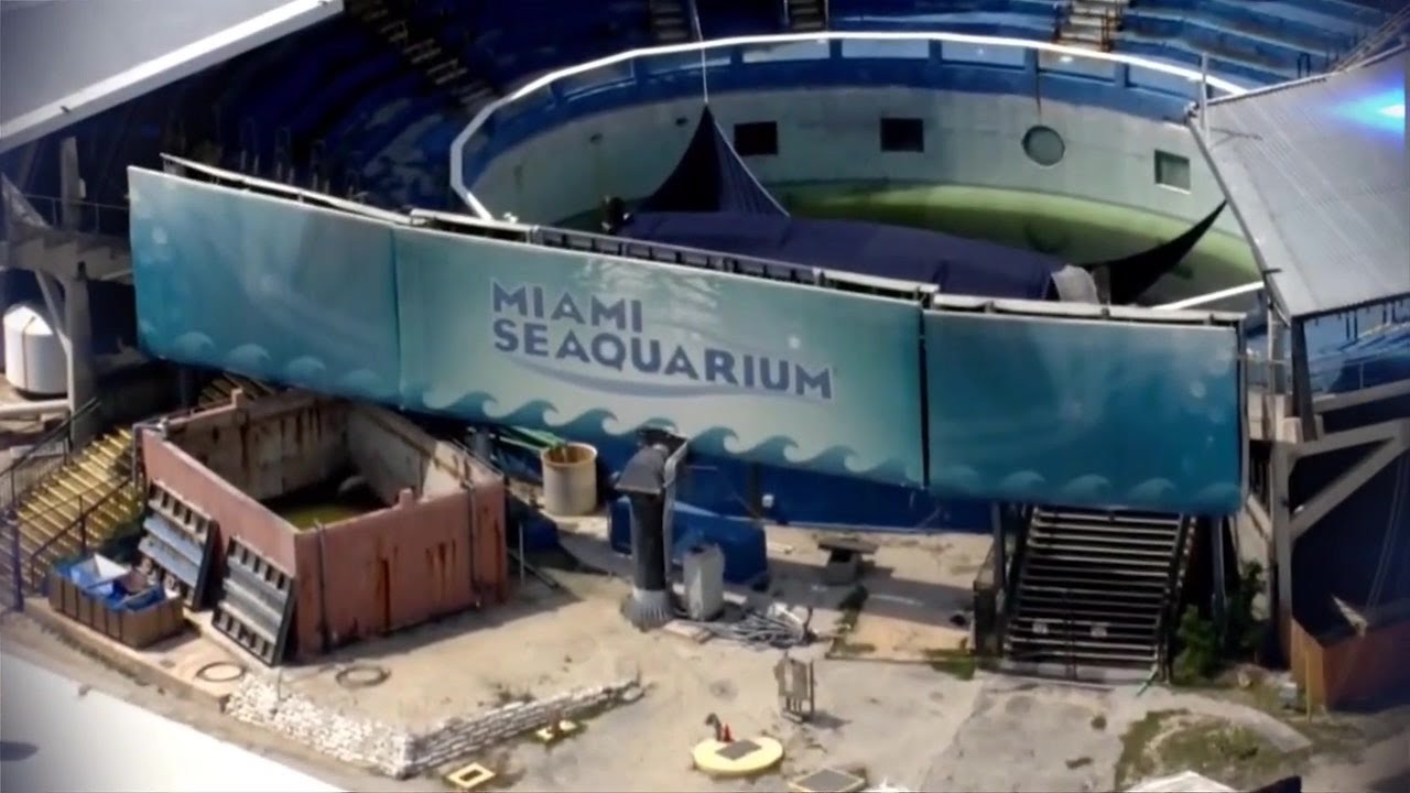 Miami Seaquarium получил уведомление о выселении через несколько месяцев после смерти косатки Лолиты