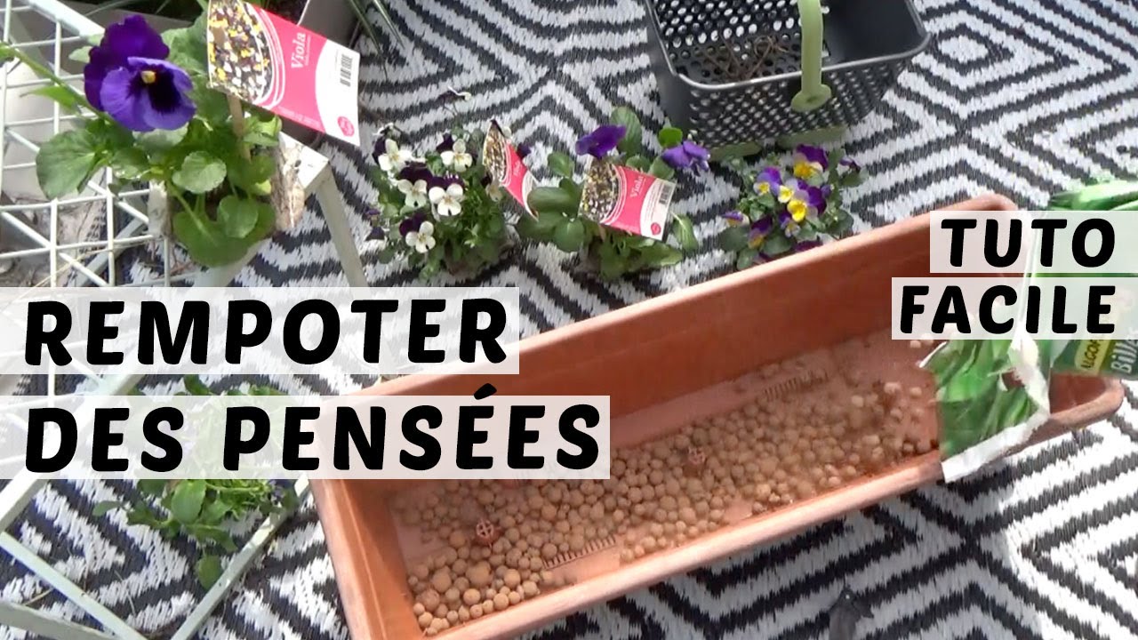 👩🏼‍🌾 COMMENT REMPOTER DES PENSÉES ET DES VIOLA CORNUTA EN JARDINIÈRE | TUTO EXPRESS JARDINAGE