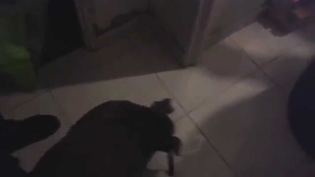 Sauvetage Police nationale, et Respectons : retrait d'un chien maltrait&eacute; dans le 95