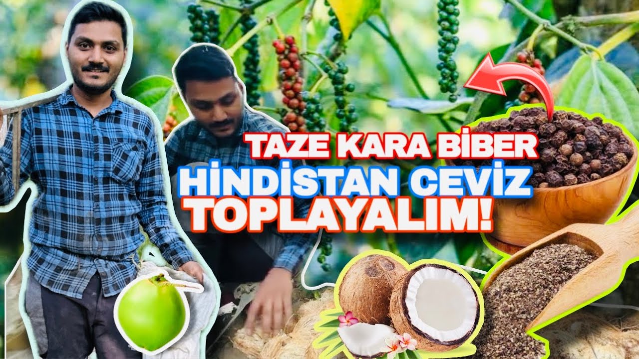 Bahçemizde Karabiber🧂ve Hindistan Cevizi🌴 🥥Hasadı!