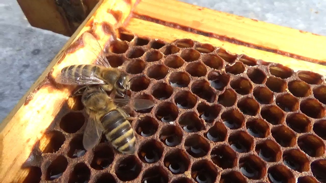 We have too many hives!! But we have a solution...