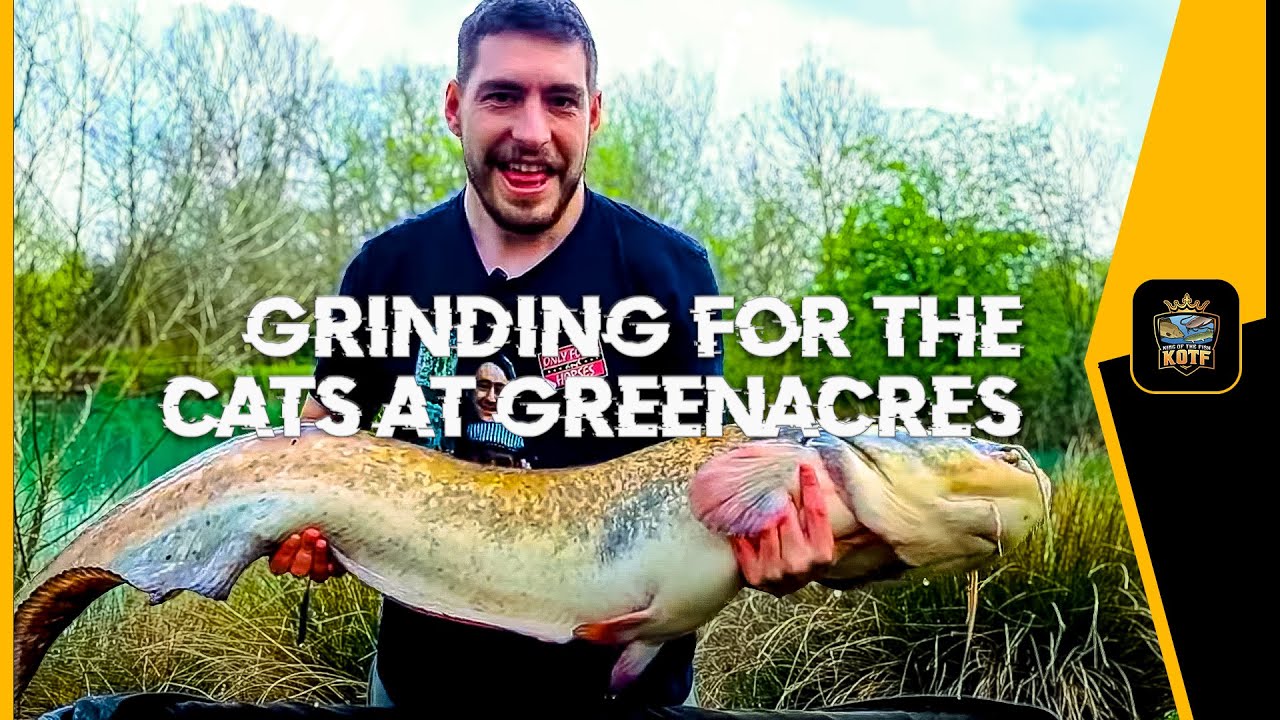 GRINDING FOR THE CATS AT GREENACRES || GREENACRES FARM FISHERY, KENT