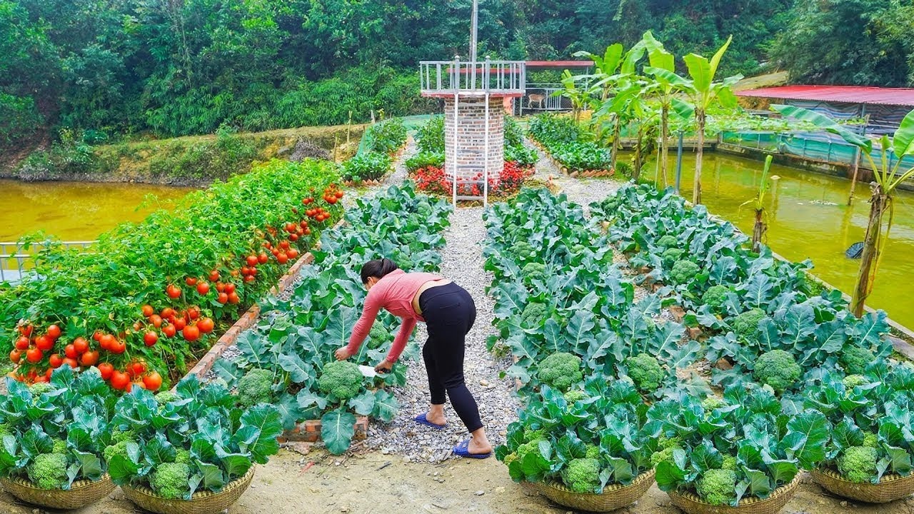 花椰菜種完了！再來一波超夯蔬菜，農家樂呵呵的日子 #农村生活 #乡村建造 #农家美食 #农场日常 #乡村致富