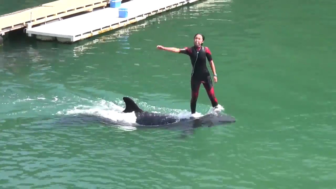 クジラショー　くじらの博物館 20150802