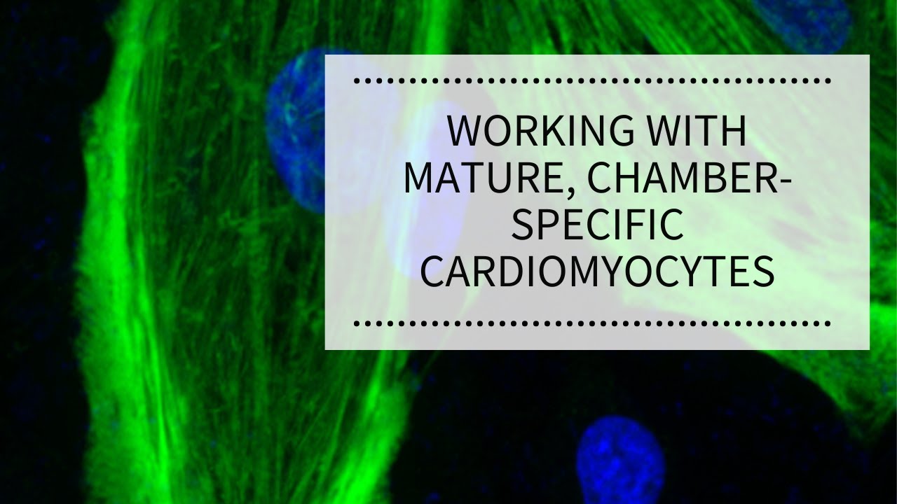 Working with Mature, Chamber-Specific Cardiomyocytes | REPROCELL|