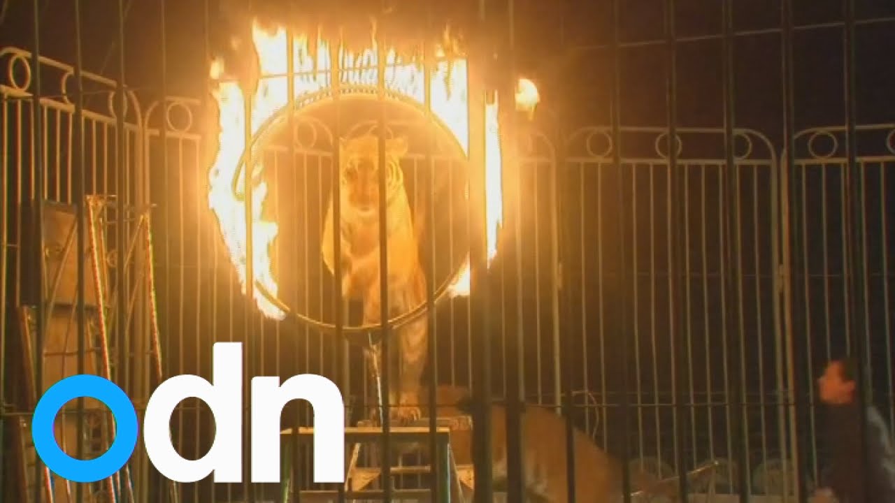 Circus wild animal ban in Mexico
