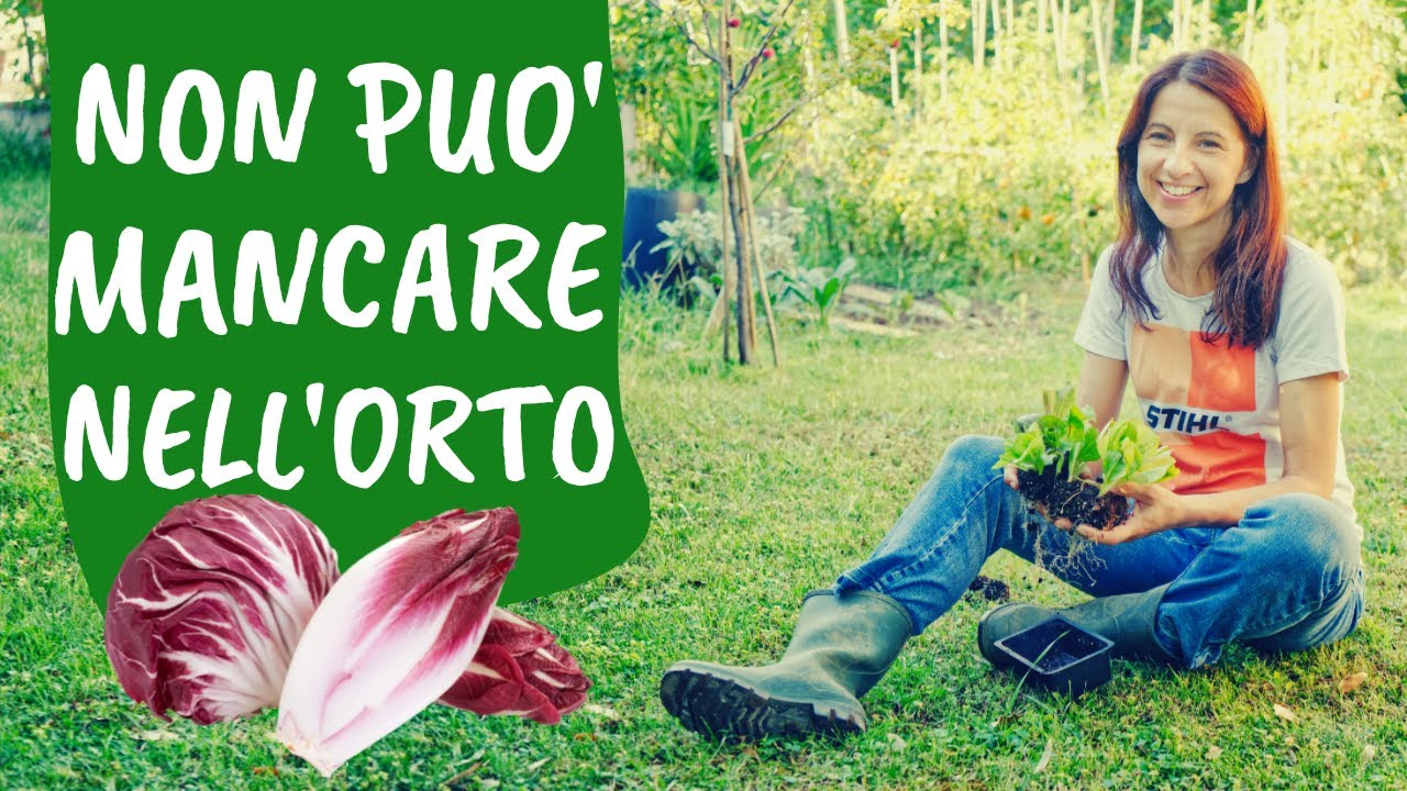 COLTIVARE il RADICCHIO: tutti i consigli per avere cicorie perfette