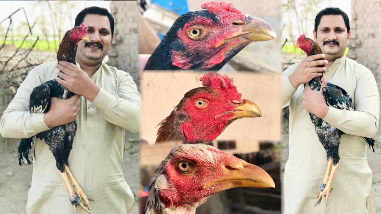 Shera purbana k shagird k old bloodline aseel murgy
