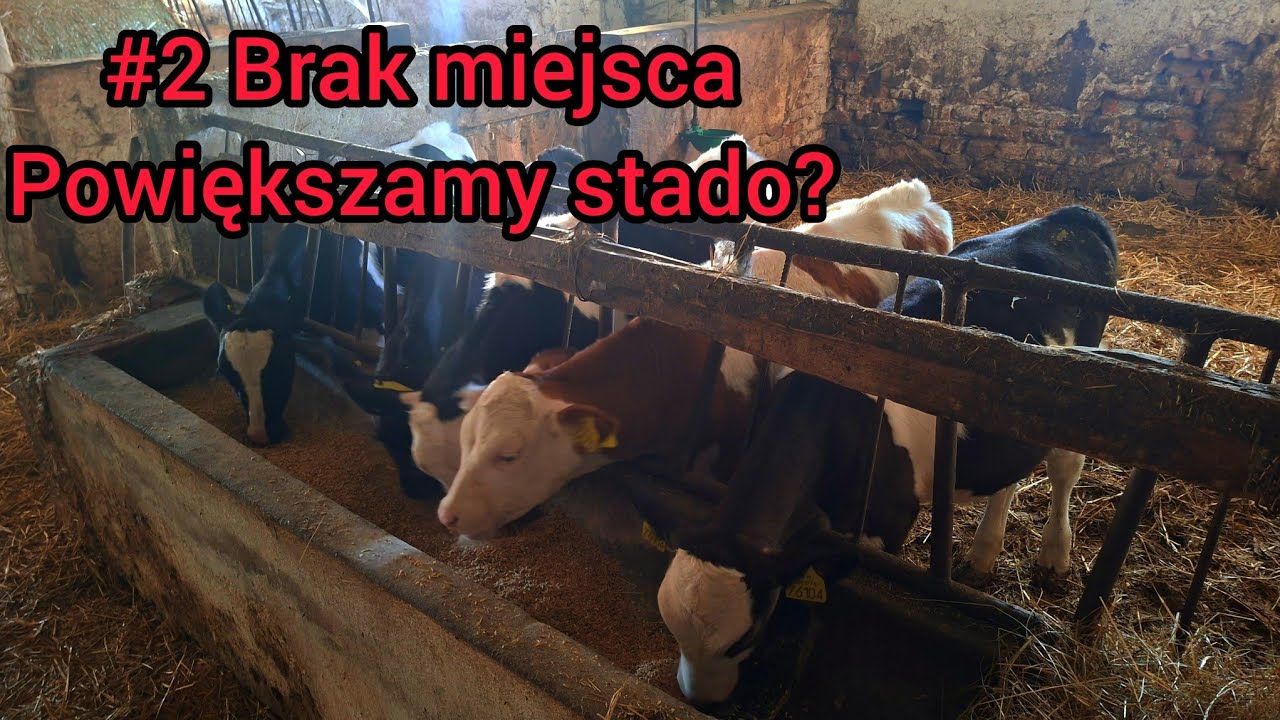 #2 Brakuje wolnego kojca dla bydła !! // szukam cielaków do kupna