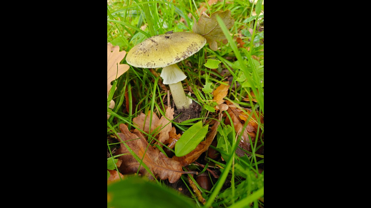 Paddenstoelen op landgoed Duivenvoorde