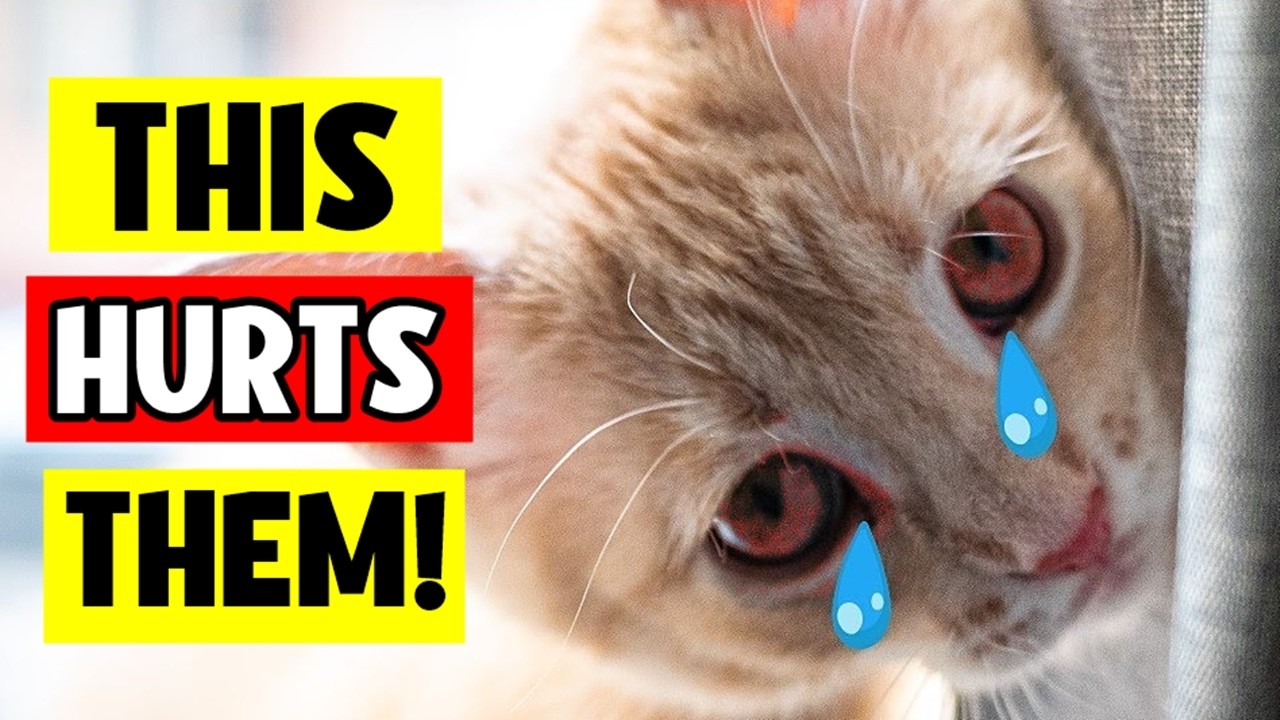 Stop Hurting Your Cat: 14 Mistakes Every Cat Owner Must Avoid!