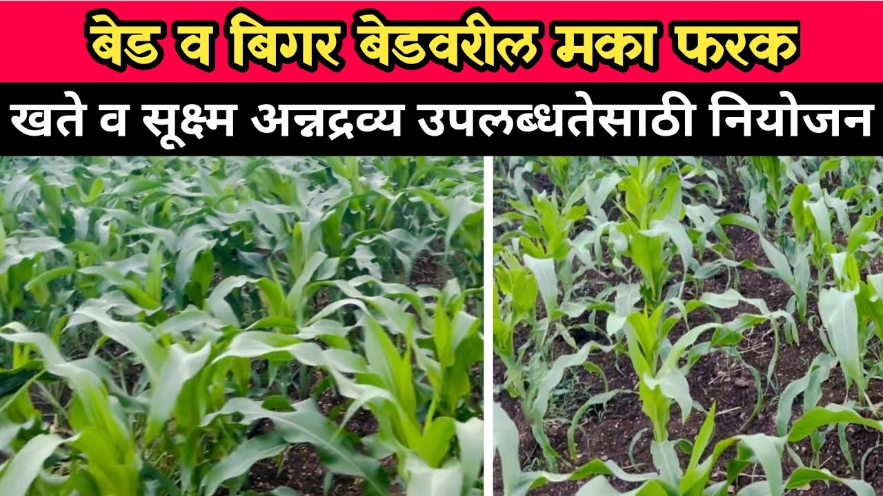 बेड व बिगर बेडवरील मका फरक / एकरी 60 क्विंटल मका उत्पादन नियोजन /मका खते व सूक्ष्म अन्नद्रव्य नियोजन